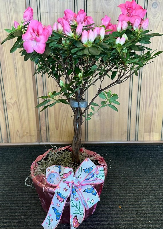 AZALEA TREE