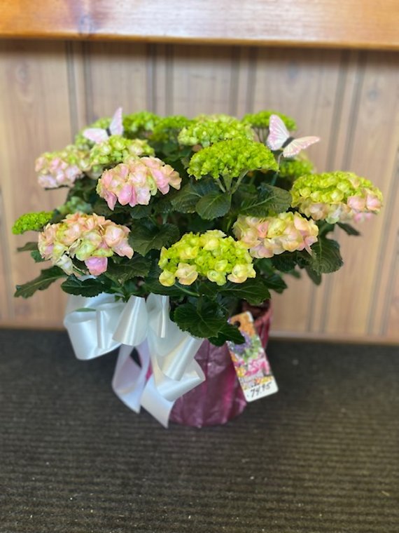 Pink Hydrangea Plant