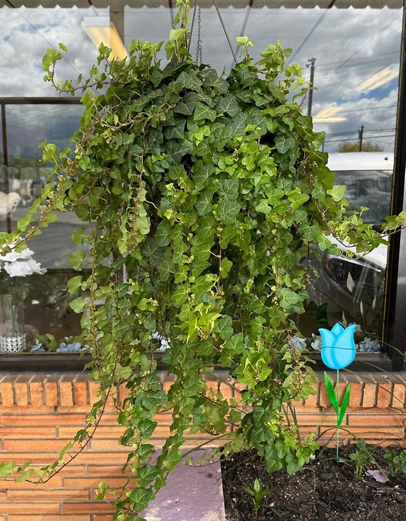 HANGING IVY