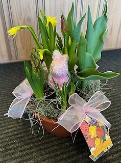 Easter Bulb Plant - Large