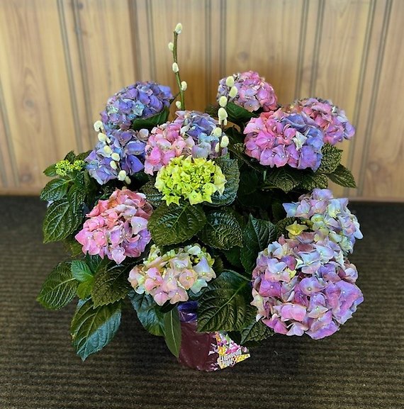 Rainbow of Hydrangeas