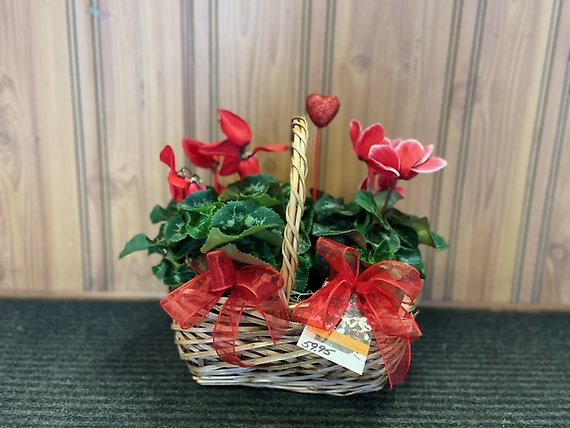 Double Cyclamen Plant