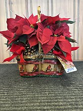 Poinsettia Basket