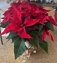 Poinsettia 8\"
