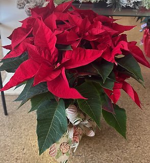 Poinsettia 8\"