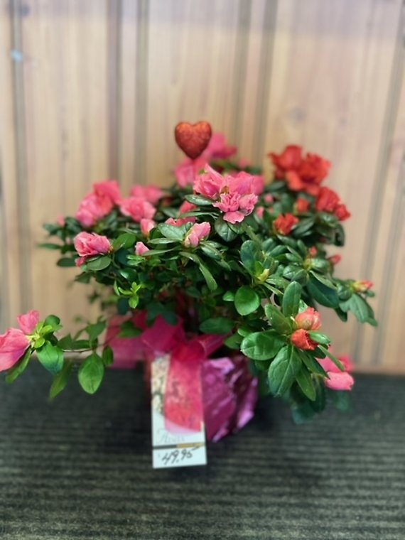 Valentine\'s Day Azalea - Red&Pink