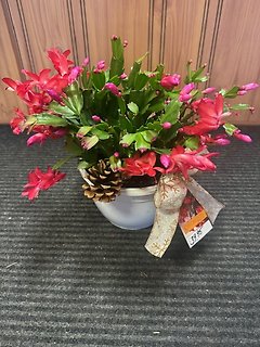 Christmas Cactus