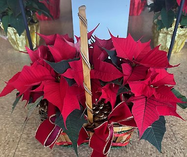 Poinsettia Basket
