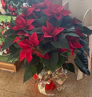 Poinsettia 10\"