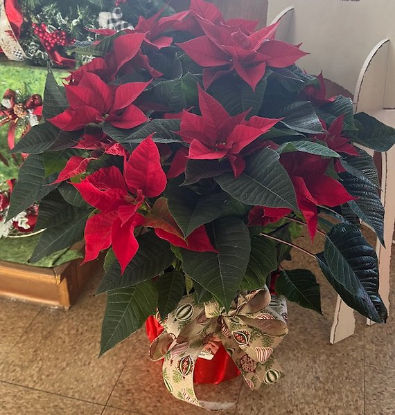 Poinsettia 10\"