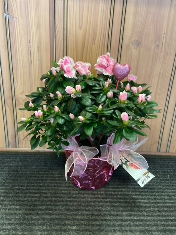 Valentine\'s Day Azalea - Pink