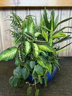 Large Ceramic Dish Garden
