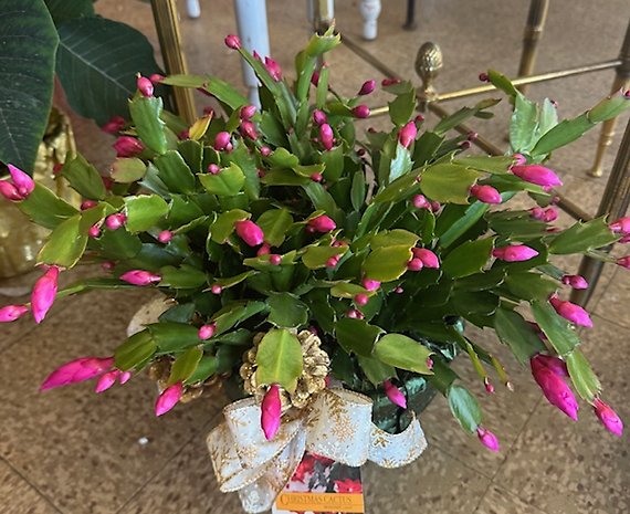 Christmas Cactus